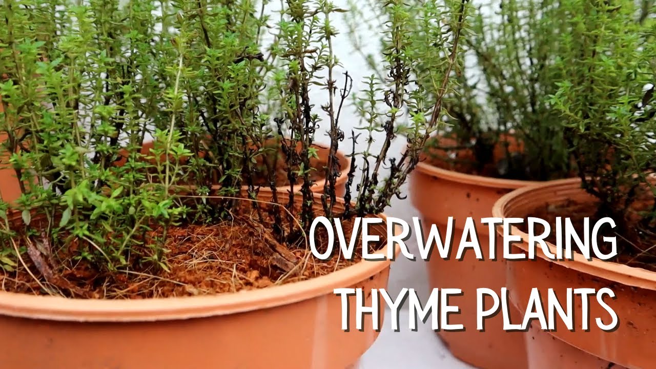 Why is my thyme dying? Life Set Go