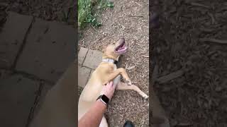 Video preview image #1 Miniature Pinscher-Unknown Mix Puppy For Sale in Rustburg, VA, USA