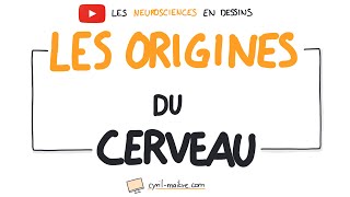 Vignette de VIDÉO Les origines du cerveaux - Les neurosciences en dessins