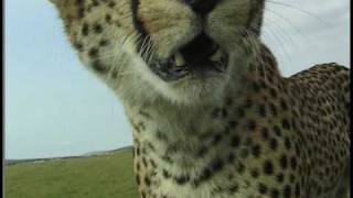 preview picture of video 'Cheetah - up close and personal!'