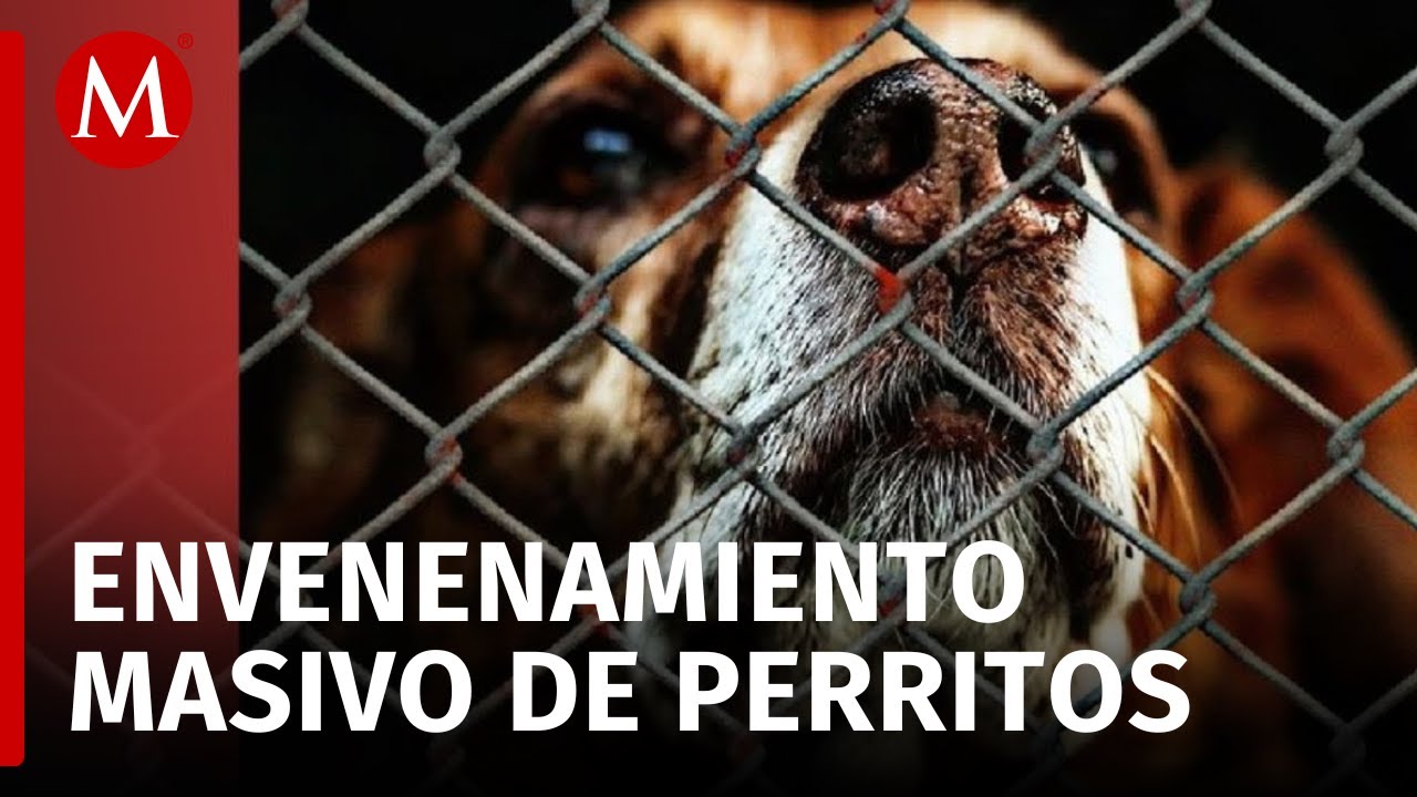 Reportan envenenamiento masivo de perros en Hidalgo; 76 canes han sido sacrificados
