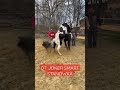 Breeding Stallion Aph Shorts Viral Stanówka Venaranch Ranczo