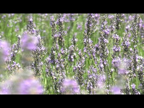 ラベンダーのメンテナンス: 芳香植物の世話をするために採用すべき重要な行動  庭園