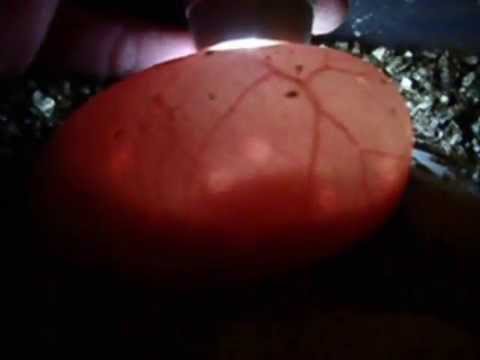 YouTube Video oY3ffzCHgJM