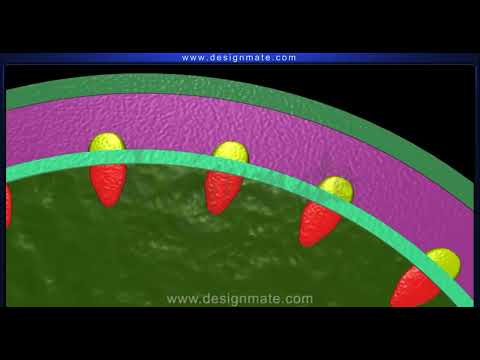 Activity of cork cambium Stem