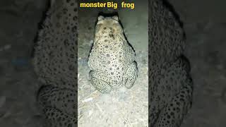 # monster  big# black wild black fog in my house # short # youtube live reels #