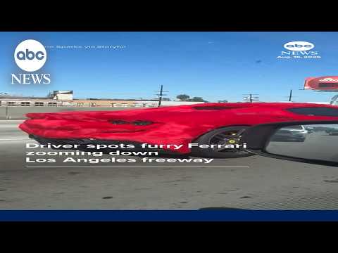 Driver spots furry Ferrari zooming down Los Angeles freeway
