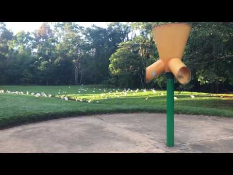 So many bin chickens