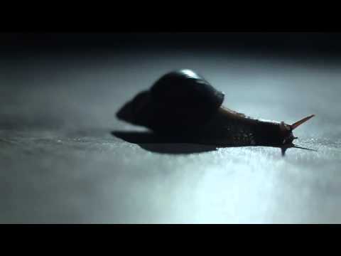 SNAILS - STOMP ft. Panther (Official Video)