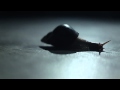 SNAILS - STOMP ft. Panther (Official Video)