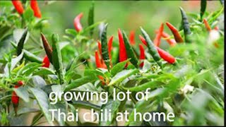 Growing Thai Chili at Home from Fresh Chili Peppers