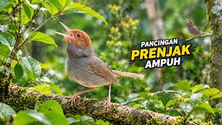 Download lagu DIPANCING SUARA INI‼️ PRENJAK LANGSUNG TERIAK! mp3