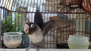 Download lagu Lovebird gacor ngetik dan ngekek panjang || Lovebird Batman mp3