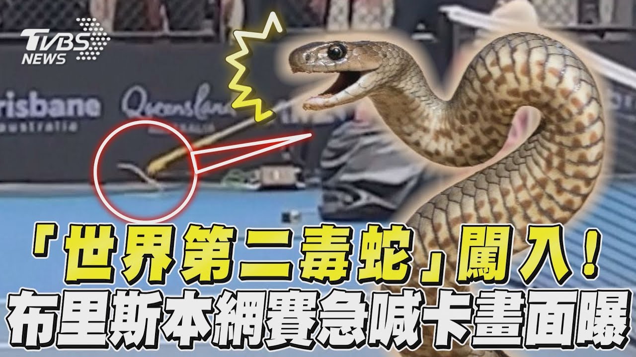 影音/「世界第二毒蛇」闖入! 布里斯本網賽急喊卡畫面曝
