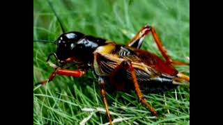 Download lagu SUARA JANGKRIK,GEMERICIK AIR DAN BURUNG mp3 Download lagu SUARA JANGKRIK,GEMERICIK AIR DAN BURUNG mp3