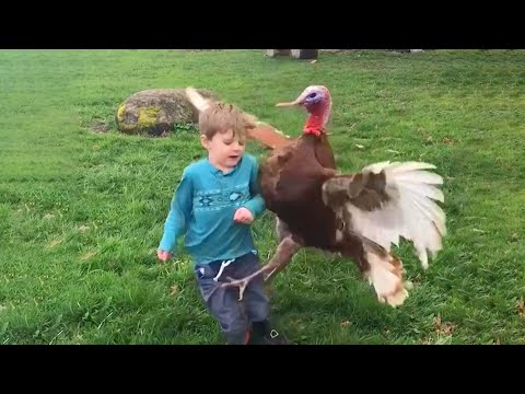 image-Is turkey an Indian bird?