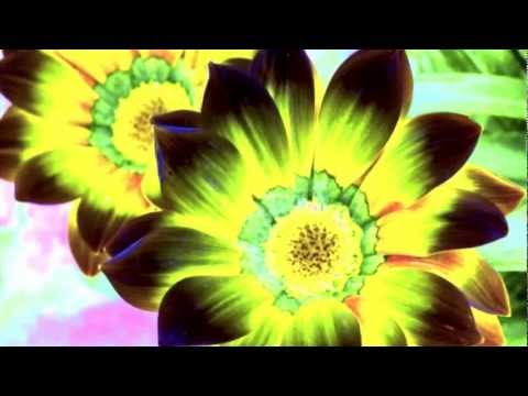 Freakbrothers - F-Lowers