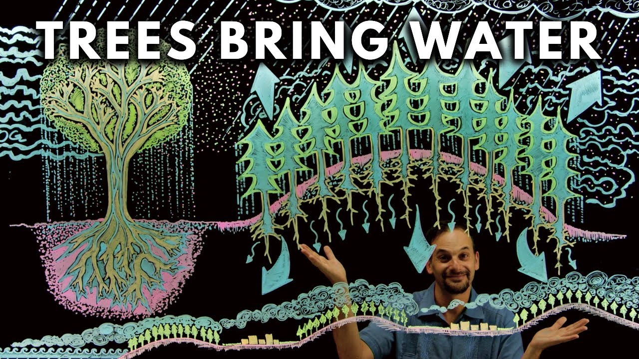 How Trees Bring Water