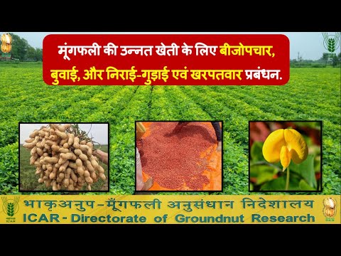 बीजोपचार, बुवाई, और निराई-गुड़ाई एवं खरपतवार प्रबंधन