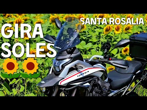 QUE ESPECTACULAR 🤩 | Visitamos los campos de GIRASOLES de Santa Rosalia | Estado PORTUGUESA 🌻