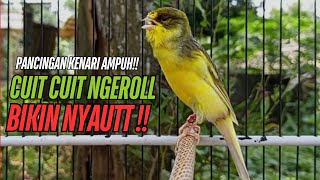 Download lagu SUARA Kenari GACOR PANJANG Pancingan & masteran Kenari Paud AGAR gacor AMPUH Kenari MACET bunyii mp3