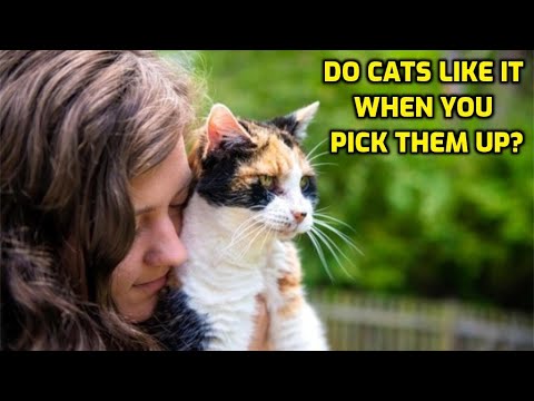 Do Cats Like Being Picked Up And Held?