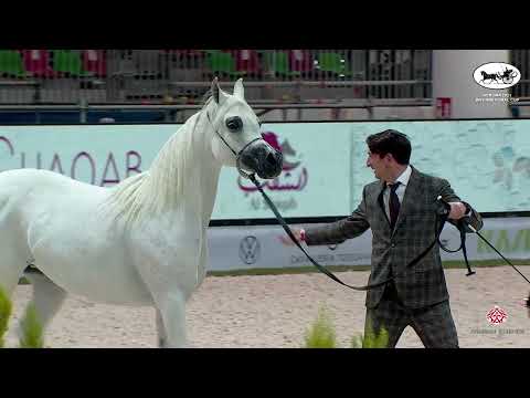 N 34 JUWANDA OS   VERONA 2021 International Cup   Mares 7+ Years Old Class 5