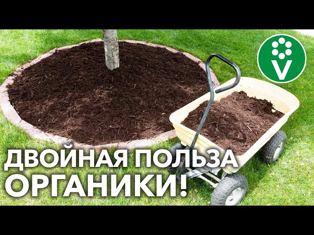 ЗАМУЛЬЧИРУЙТЕ ВАШИ ДЕРЕВЬЯ ОРГАНИКОЙ С ОСЕНИ – и шикарный урожай обеспечен!