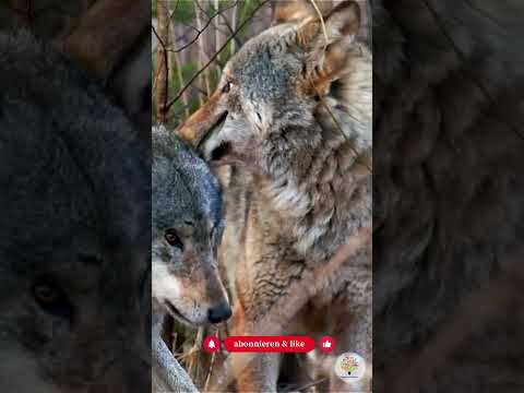 Wolf in Deutschland: 3 überraschende Fakten zu Bestand & Nahrung