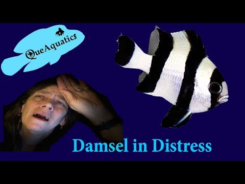 Damsel in distress!  What is wrong with my Damselfish?