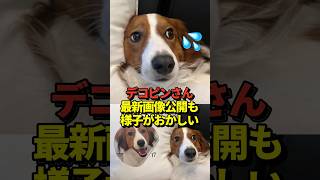 🐶大谷翔平がInstagramにデコピンの写真を投稿！寂しそうな表情に見えると話題に！