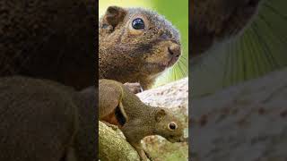 Download lagu Suara pikat Bajing Bersih dan Gacor #shorts mp3