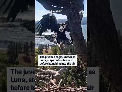 A young bald eagle takes its first flight, leaving a popular California livestream nest empty
