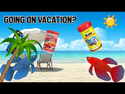 HOW TO CARE FOR YOUR BETTA DURING VACATION!
