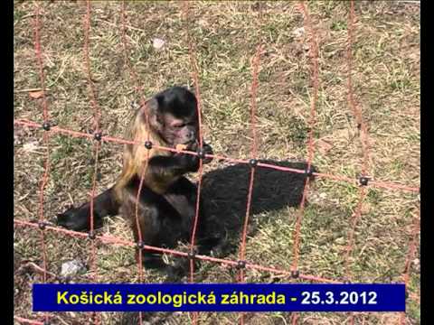 Maškrtná opica