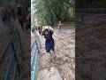 Ayyappa Latest Videos WhatsApp Status Sabarimala Updates Ayyappa Sabarimala Ytshorts Yt