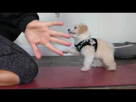 Pawsitive K9 Solutions video.