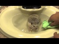 How to Bathe your Hedgehog!