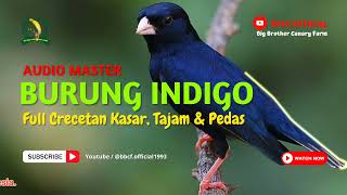 Download lagu AUDIO MASTER BURUNG INDIGO FULL CRECETAN KASAR, TAJAM & PEDAS || COCOK BUAT MASTERAN KENARI PAUT mp3 Download lagu AUDIO MASTER BURUNG INDIGO FULL CRECETAN KASAR, TAJAM & PEDAS || COCOK BUAT MASTERAN KENARI PAUT mp3