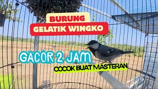 Download lagu 2 Jam Kicauan Burung Gelatik Wingko buat Masteran. mp3