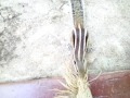 Vudutha