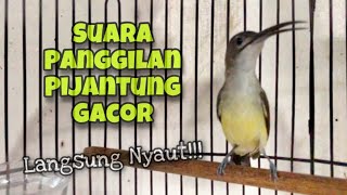 Download lagu 100% Ampuh‼️Suara Pikat Pijantung Pisang Gacor, Pancingan Pijantung Agar Cepat Bunyi | Kicau Tembak mp3 Download lagu 100% Ampuh‼️Suara Pikat Pijantung Pisang Gacor, Pancingan Pijantung Agar Cepat Bunyi | Kicau Tembak mp3