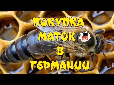 РЕАЛЬНАЯ ПОКУПКА МАТОК В ГЕРМАНИИ. НАСТОЯЩИЕ ПАСПОРТА НА СЕЛЕКЦИОННЫХ МАТОК. КУПИТЬ МАТКУ.