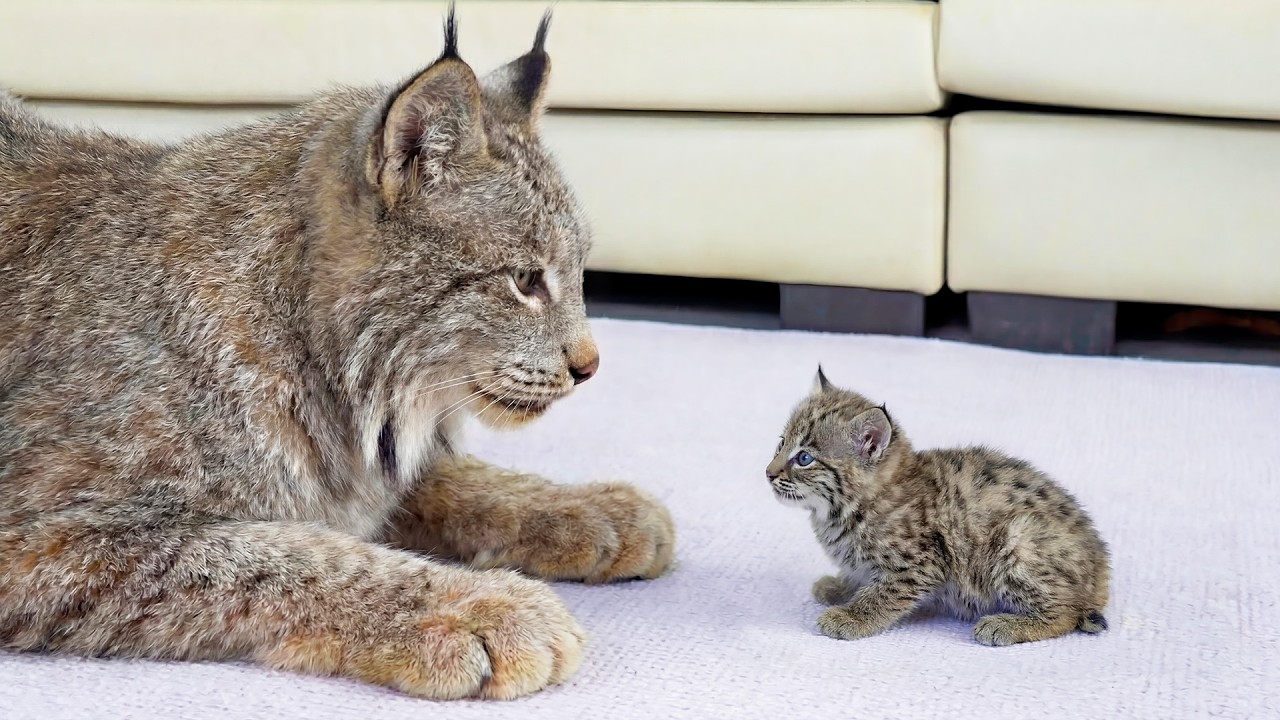 Tiny Bobcat Helps an Injured Giant Canada Lynx Learn to Walk Again — The Result Was Unbelievable!
