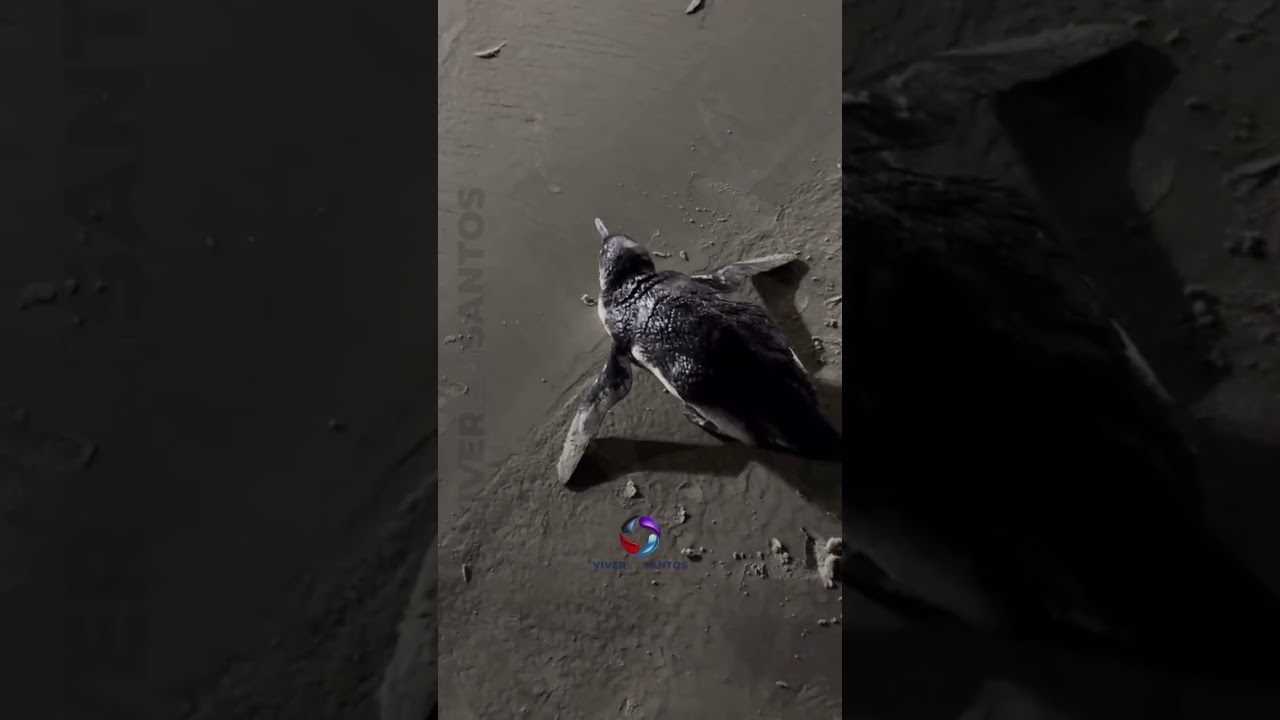 Pinguim exausto é resgatado na praia do Maracanã, em Praia Grande.