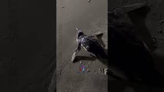 Pinguim exausto é resgatado na praia do Maracanã, em Praia Grande.