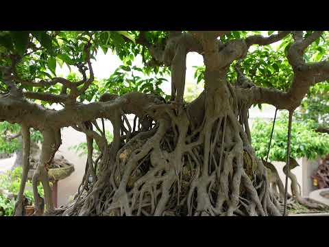 Tác phẩm SANH LÁ MÓNG cổ rất đẹp, giá lại QUÁ NGON