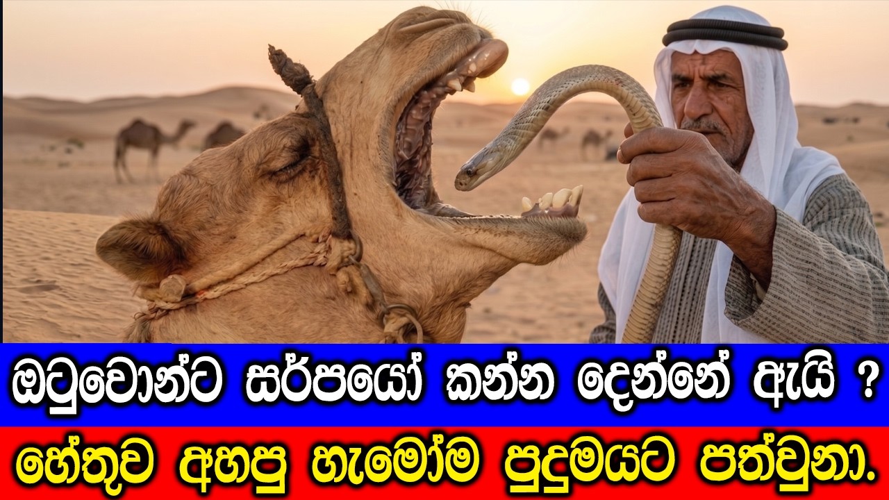 ඔටුවොන්ට සර්පයෝ කන්න දෙන්නේ ඇයි ? Why Arabians feed Snakes to Camels.