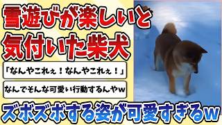 【2ch動物スレ】積もった雪が沈む感覚が楽しいと知った【柴犬】の遊ぶ姿が可愛すぎてやばいｗｗｗ