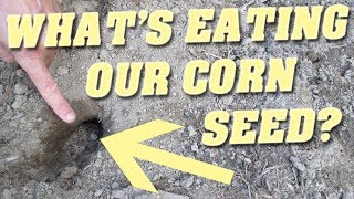 Stop Rodents from Eating Newly Planted Corn